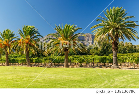 Green lawn and palms at South Africa winery 138130796