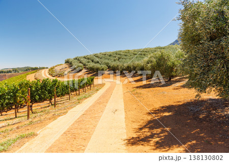 Winery road between vineyards and olive grove Winery road between vineyards and olive grove 138130802