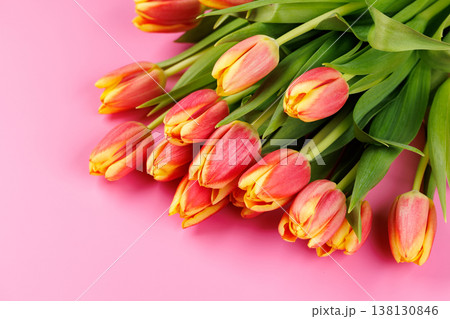 Fresh pink tulips on pink background Fresh pink tulips on pink background 138130846