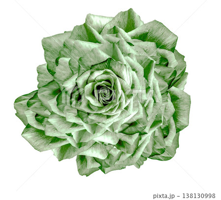 Flower rose on white isolated background with clipping path. Closeup. For design. Nature. Flower rose on white isolated background with clipping path. Closeup. For design. Nature. 138130998