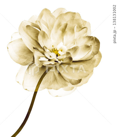 Yellow jasmine flower isolated on white background. . Closeup. Flower on stem. For design. Nature. Yellow jasmine flower isolated on white background. . Closeup. Flower on stem. For design. Nature. 138131002