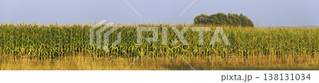 Panorama of a cornfield 138131034
