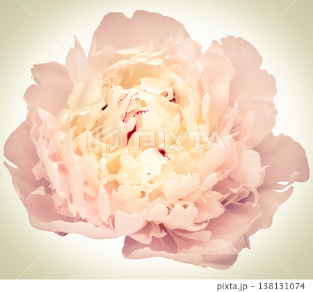 Pink peony flower on white isolated background with clipping path. Closeup. For design. Nature. Pink peony flower on white isolated background with clipping path. Closeup. For design. Nature. 138131074