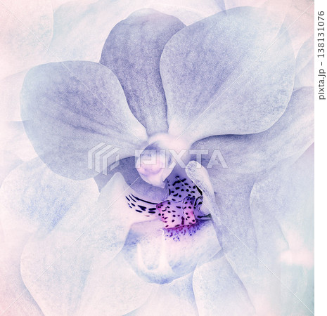 Phalaenopsis  flowers  on  black  isolated background with clipping path. Closeup. For design. Nature. 138131076