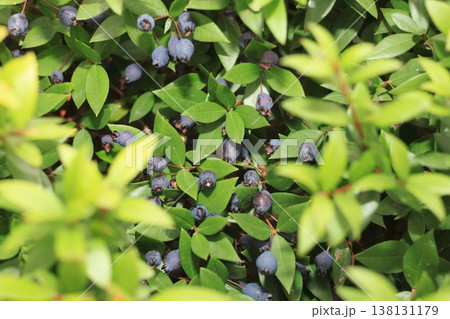 shrub with myrtle berries 138131179