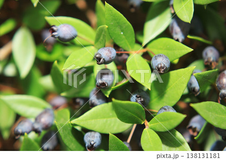 shrub with myrtle berries shrub with myrtle berries 138131181