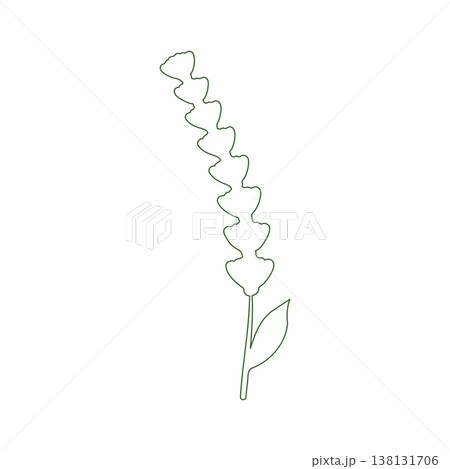 White background shows a minimalist line art drawing of a single lavender flower. The green outline highlights the plant elegant shape and multiple small blossoms on a slender stem. 138131706