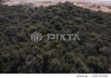 Pampas forest, Calden tree, Prosopis Caldenia, endemic species in La Pampa, Patagonia, Argentina Pampas forest, Calden tree, Prosopis Caldenia, endemic species in La Pampa, Patagonia, Argentina 138132362