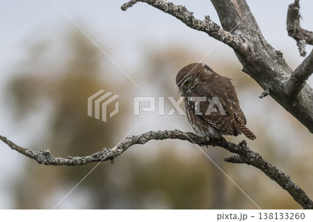 Ferruginous Pygmy owl, Glaucidium brasilianum, Calden forest, La Pampa Province, Patagonia, Argentina. Ferruginous Pygmy owl, Glaucidium brasilianum, Calden forest, La Pampa Province, Patagonia, Argentina. 138133260