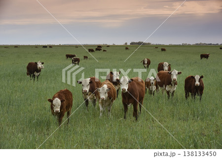 Countryside landscape with cows grazing, La Pampa, Argentina Countryside landscape with cows grazing, La Pampa, Argentina 138133450