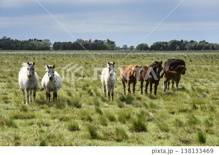 Herd of horses in the coutryside, La Pampa province, Patagonia,  Argentina. 138133469