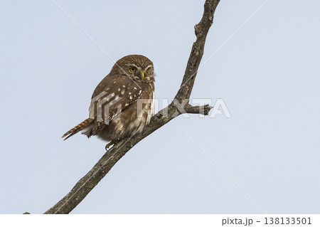 Ferruginous Pygmy owl, Glaucidium brasilianum, Calden forest, La Pampa Province, Patagonia, Argentina. Ferruginous Pygmy owl, Glaucidium brasilianum, Calden forest, La Pampa Province, Patagonia, Argentina. 138133501