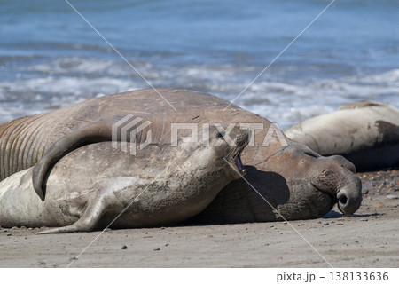 Elephant seal family, Peninsula Valdes, Patagonia, Argentina Elephant seal family, Peninsula Valdes, Patagonia, Argentina 138133636