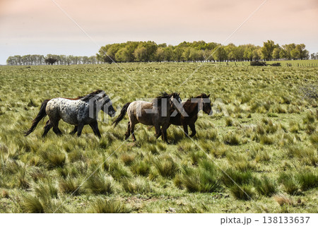 Herd of horses in the coutryside, La Pampa province, Patagonia,  Argentina. 138133637