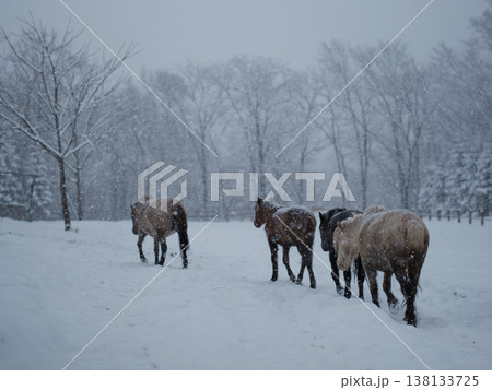 雪の日の馬 雪の日の馬 138133725
