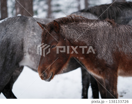 雪の日の馬 雪の日の馬 138133726