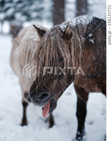 雪の日の馬 雪の日の馬 138133731