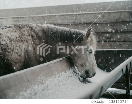 雪の日の馬 雪の日の馬 138133734