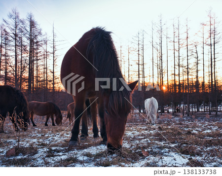 朝焼けと道産子 138133738