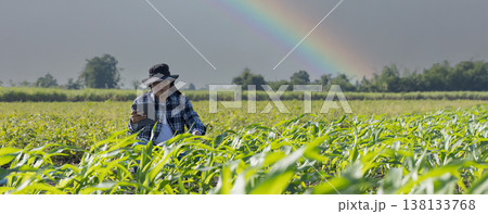 Farmer uses digital tablet for analyse and check corn plants at field. Modern agribusiness. 138133768