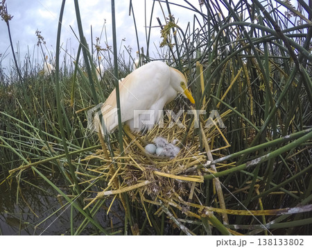 Cattle Egret, Bubulcus ibis, nesting, La Pampa Province, Patagonia, Argentina Cattle Egret, Bubulcus ibis, nesting, La Pampa Province, Patagonia, Argentina 138133802