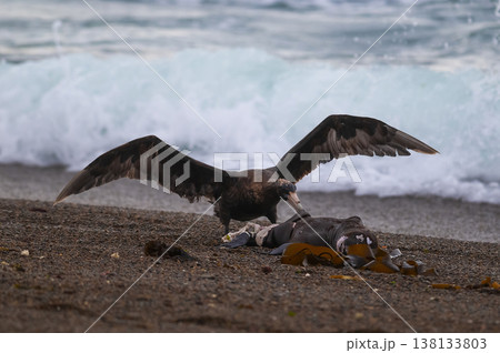 Giant Petrel , Peninsula Valdes, Unesco World heritage site, Chubut Province, Patagonia, Argentina. Giant Petrel , Peninsula Valdes, Unesco World heritage site, Chubut Province, Patagonia, Argentina. 138133803