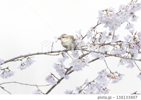 桜の花を咥えるニュウナイスズメ 138133807