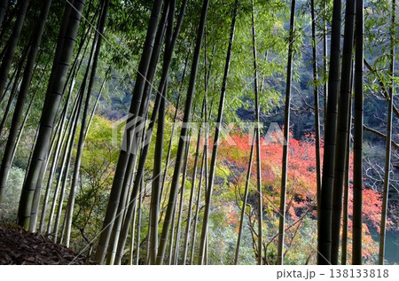 竹林のある風景 138133818