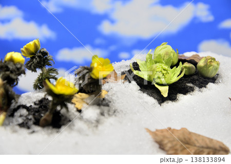 福寿草 蕗の薹で春イメージ 福寿草 蕗の薹で春イメージ 138133894