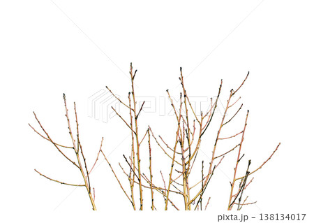 Minimalist leafless branches isolated on white background with spring buds Minimalist leafless branches isolated on white background with spring buds 138134017