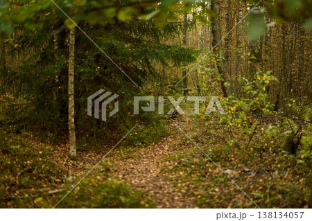 Peaceful winding trail through birch trees with soft light and ground cover Peaceful winding trail through birch trees with soft light and ground cover 138134057