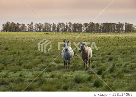 Herd of horses in the coutryside, La Pampa province, Patagonia,  Argentina. 138134065
