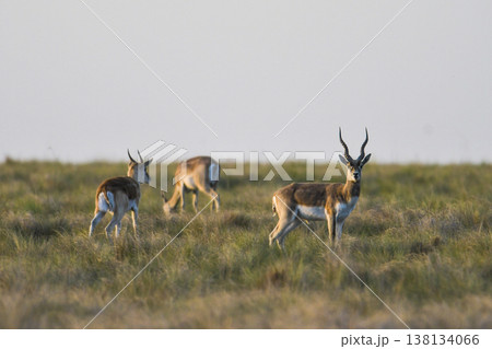 Male Blackbuck Antelope in Pampas plain environment, La Pampa province, Argentina Male Blackbuck Antelope in Pampas plain environment, La Pampa province, Argentina 138134066