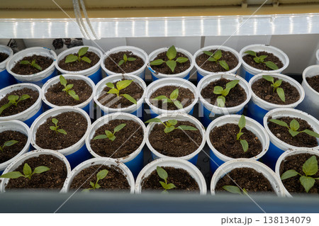 Young Plants In Plastic Containers. Containergrown Seedlings With Early Leaf Development On Windowsill Young Plants In Plastic Containers. Containergrown Seedlings With Early Leaf Development On Windowsill 138134079