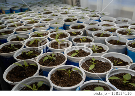 Structured Rows Of Youthful Plants Thriving Under Artificial Illumination For Sustainable City Agriculture Structured Rows Of Youthful Plants Thriving Under Artificial Illumination For Sustainable City Agriculture 138134110