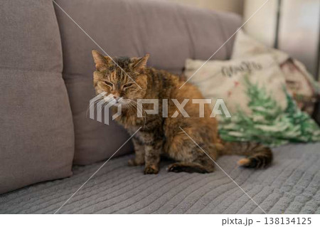 Contented Striped Cat Positioned Quietly On Plush Chair Amid Gentle Daylight And Warm Ambiance Contented Striped Cat Positioned Quietly On Plush Chair Amid Gentle Daylight And Warm Ambiance 138134125