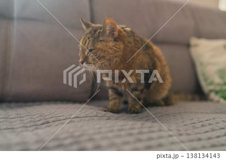 Tranquil Evening Scene Showing Calico Cat Calmly Seated On Furniture With Gentle Light And Dim Surroundings Tranquil Evening Scene Showing Calico Cat Calmly Seated On Furniture With Gentle Light And Dim Surroundings 138134143
