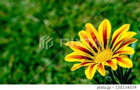 ガザニアの花 ガザニアの花 138134374