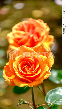 オレンジ色のバラの花 138134389