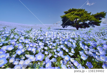 咲き誇るネモフィラの群生 咲き誇るネモフィラの群生 138134402