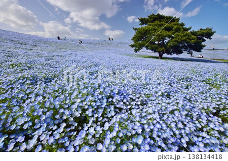 咲き誇るネモフィラの群生 138134418