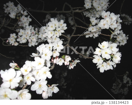 若宮ふれあい公園で夜桜変化(2013.3.29) 春のお知らせ 夜に溶け込む燃える薄桃色 桜手帖 138134423