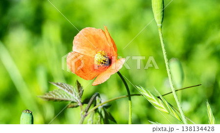 ヒナゲシの花 138134428