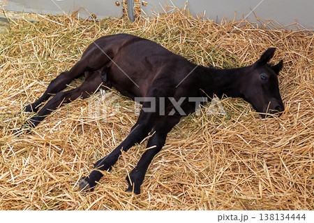 Young black horse on hay Young black horse on hay 138134444