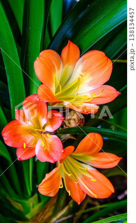 クンシランの花のアップ 138134457