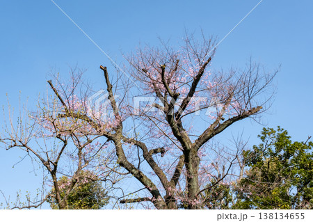 青空に映える開花の始まった桜 青空に映える開花の始まった桜 138134655