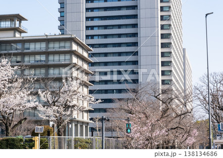 桜咲くビル街の都市風景 138134686