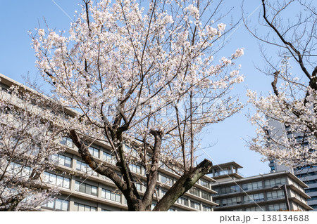 桜咲くビル街の都市風景 138134688