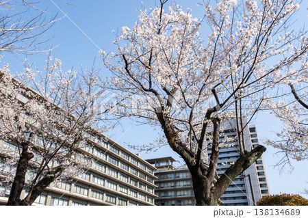 桜咲くビル街の都市風景 桜咲くビル街の都市風景 138134689