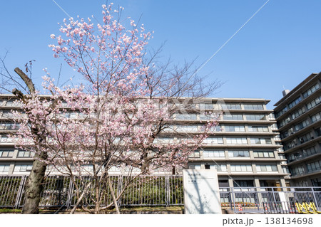 桜咲くビル街の都市風景 138134698